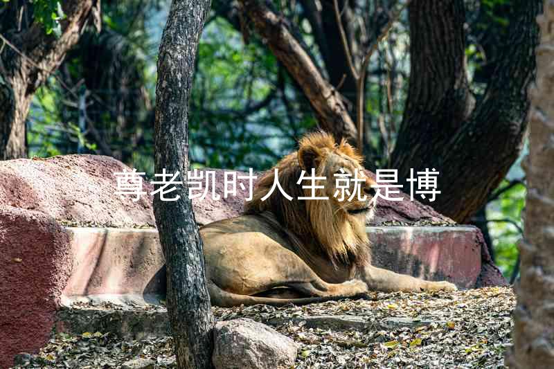 尊老凯时人生就是博